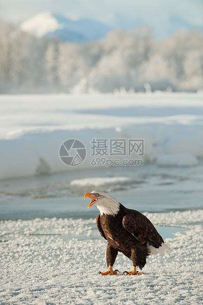 成年秃鹰在雪上的肖像野生动物白尾猎物濒危国家海藻旅行鸟类羽毛动物图片