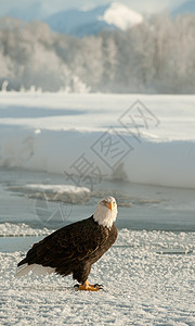 成年秃鹰在雪上的肖像国家猎人脊椎动物荒野白尾猎物海藻鸟类自由野生动物图片