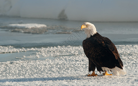 成年秃鹰在雪上的肖像猎人动物自由野生动物荒野白尾猎物国家脊椎动物羽毛图片