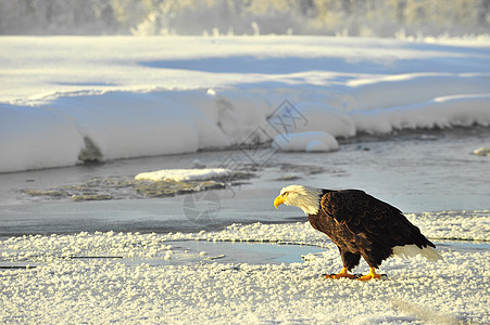 成年秃鹰在雪上的肖像羽毛鸟类自由旅行野生动物荒野国家猎人猎物脊椎动物图片
