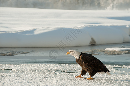 成年秃鹰在雪上的肖像国家动物自由旅行白尾鸟类脊椎动物野生动物猎人猎物图片