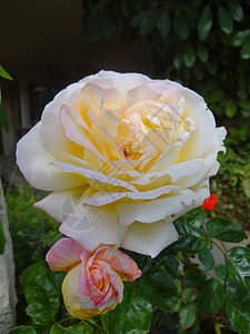 两个玫瑰花背景图片
