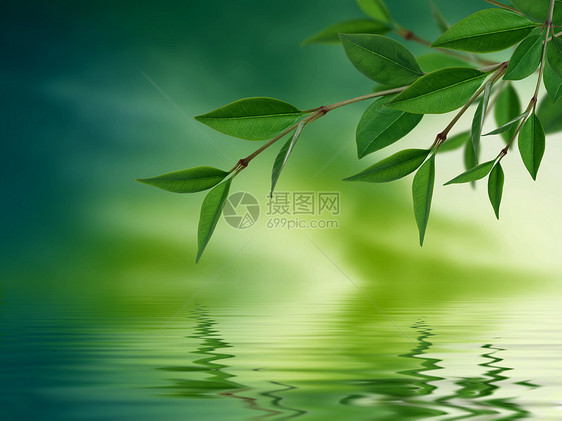 反映水中的叶子树叶环境分支机构生长生态反射倒影背景田园绿色图片