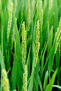 稻田植物农业粮食场地叶子谷物绿色食物乡村季节图片