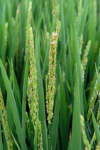 稻田谷物食物绿色季节农业粮食乡村农村叶子场地图片