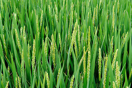 稻田农业谷物场地乡村农田农村季节绿色植物叶子图片