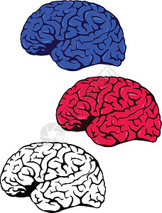 人脑裂片思考手术专注科学医疗心理智力器官小脑图片