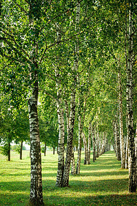 Birch小巷森林风景山脉分支机构树林树干植物小路林地阳光图片