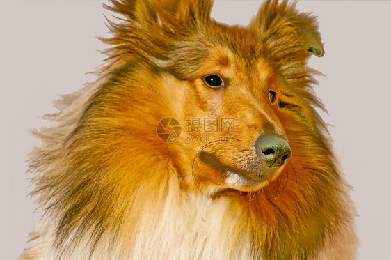 美国纯种的山羊狗哺乳动物棕色宠物红色毛皮牧羊人头发动物恋人血统图片