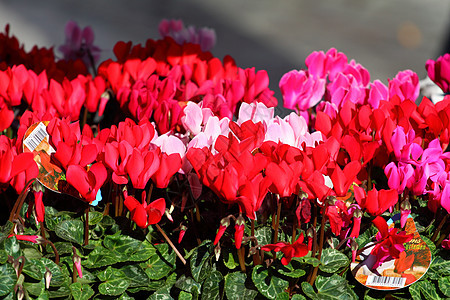红花和粉红色圆环花作为背景花瓣红色房子花朵紫色粉色绿色生活仙客植物图片