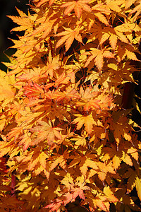 美丽的秋叶森林木头橡木橙子框架季节叶子金子衬套植物图片