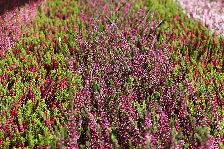 绿草地上鲜花开花沼泽地草地荒地紫丁香植物学衬套植物群植物场地墙纸图片