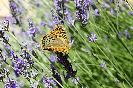 美丽的蝴蝶坐在熏衣草上薰衣草花瓣花园君主翅膀叶子季节宏观生活芳香图片