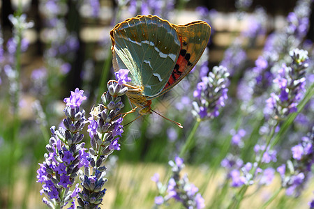 美丽的蝴蝶坐在熏衣草上花园植物昆虫薰衣草宏观花瓣君主植物学翅膀季节图片