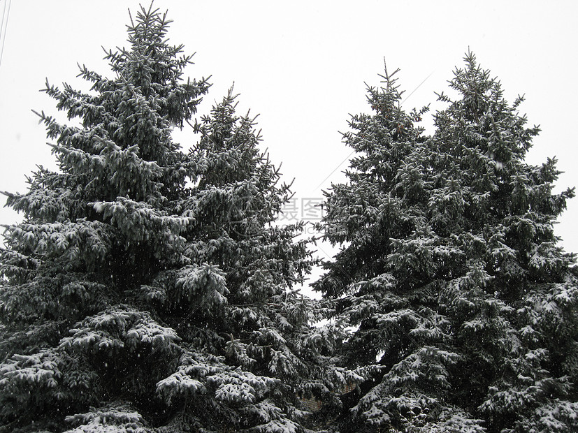 冬树雪花图片