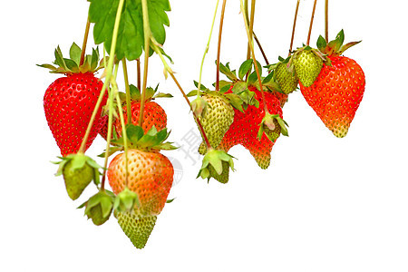 草莓叶子甜点绿色水果浆果食物白色红色图片