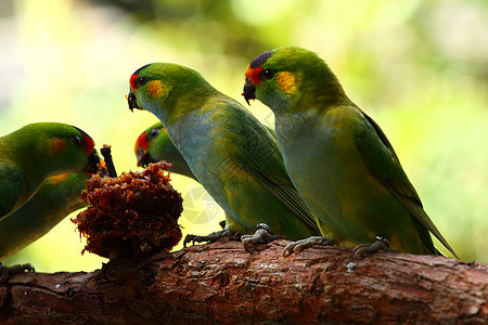 澳大利亚鸟类森林公园账单鹦鹉宏观动物园热带羽毛野生动物蓝色图片