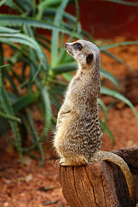 澳大利亚 米尔卡特岛警卫鼻子哺乳动物蓝色羽毛头发母亲动物园猫鼬毛皮图片