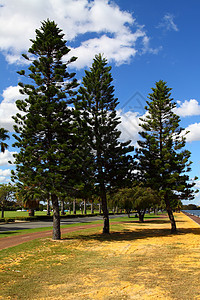 澳大利亚珀斯的Araucaria树天空植物学叶子松树场景草地黄色花园公园植物图片