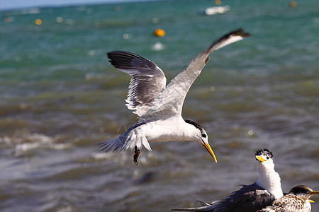 澳大利亚的海沟燕鸥水鸟航班鸟类支撑盐水展示橙子生物冲浪图片