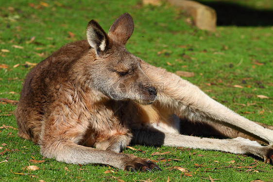澳大利亚的袋鼠婴儿公园毛皮故事尾巴母亲小袋动物群沙漠哺乳动物图片