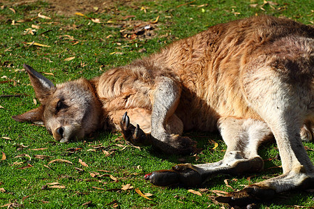 澳大利亚的袋鼠衬套毛皮母亲故事耳朵旅游荒野哺乳动物野生动物动物园图片