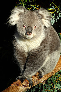 澳大利亚Koala哺乳动物考拉濒危动物群荒野食物食草松树耳朵避难所图片