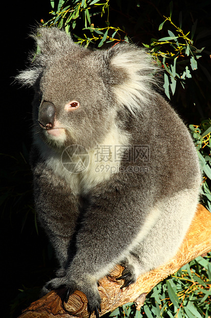 澳大利亚Koala考拉婴儿食草耳朵濒危叶子噬菌体毛皮动物群动物园图片