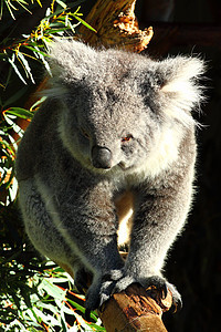 澳大利亚Koala正方形桉树濒危噬菌体荒野动物园食草耳朵动物动物群图片