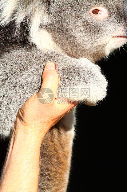 澳大利亚Koala噬菌体耳朵动物园毛皮食物婴儿避难所动物群哺乳动物动物图片