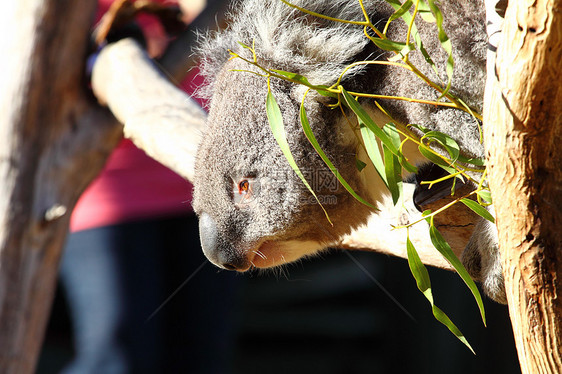 澳大利亚Koala正方形哺乳动物濒危桉树毛皮食草噬菌体动物动物群叶子图片