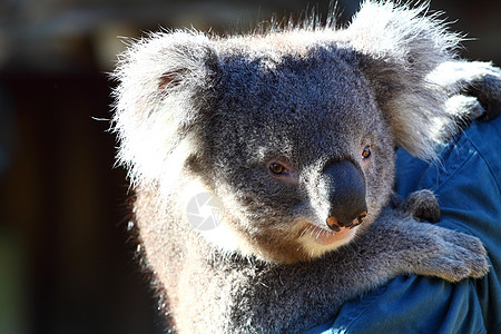 澳大利亚Koala濒危荒野考拉食物动物群野生动物毛皮避难所松树动物图片