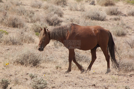 内华达州的野马工作水平动物畜栏日出警觉纯种马相机骑术摄影图片