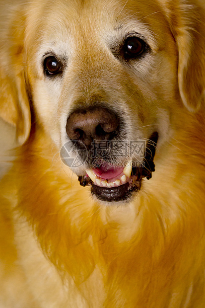 黄金寻金棕褐色朋友工作室家畜宠物生物棕色猎犬快乐毛皮图片