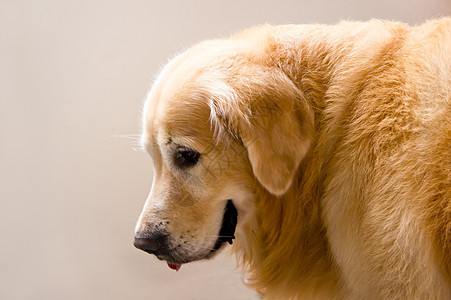 黄金寻金血统犬类舌头宠物猎犬哺乳动物棕褐色毛皮动物工作室图片