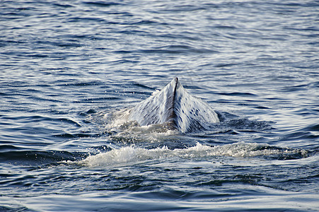香鲸吸虫尾巴潜水捕食者图片