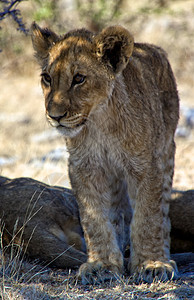 亚图沙国家公园非洲纳米比亚的一个小狮子幼崽脖子国家母狮公园动物野生动物图片