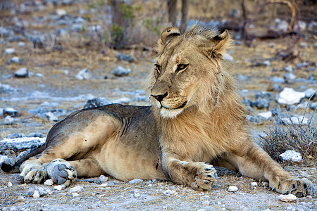 亚图沙国家公园Namibia的美丽狮子国家野生动物脖子动物母狮公园图片