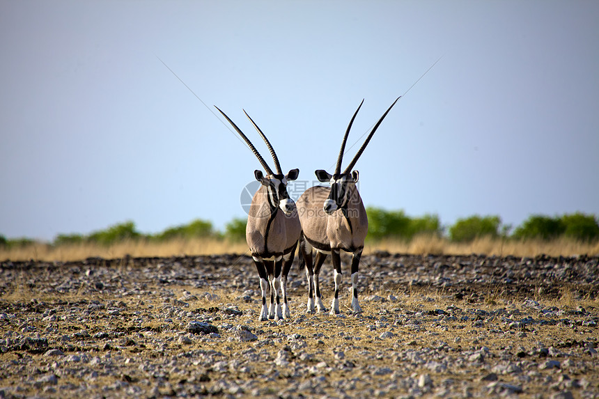 纳米比亚Etosha国家公园两座奥里克斯野生动物动物公园国家跳羚图片