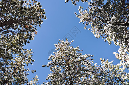 雪覆盖的树和蓝天空森林天气冻结分支机构公园阳光云杉白色松树场景图片