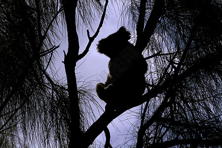 狂野的Koala轮椅图片