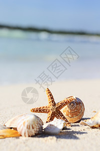 海星在海滩上风景异国假期海景热带海星海浪旅游蓝色海洋图片