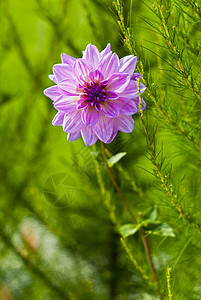 达利亚语Name水仙花粉色植物群绿色季节性花园季节花瓣园艺植物学图片