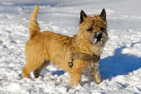 雪中的狗白色生物宠物伴侣猎犬棕色犬类小狗图片