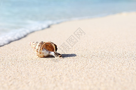 海星在海滩上贝壳热带珊瑚阳光天空支撑假期蓝色海岸情调图片