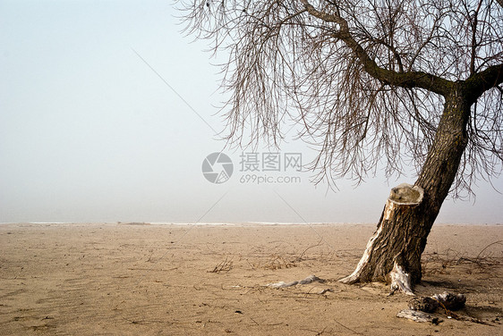 岸边的冬树分支机构库存场景海岸树桩衣领空白图片