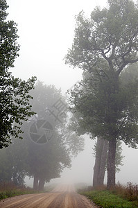 石灰路在迷雾中沉没 在树周围图片