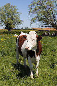 农村牛牛农田国家活动奶制品奶牛牛皮生产农场牛奶乡村背景图片
