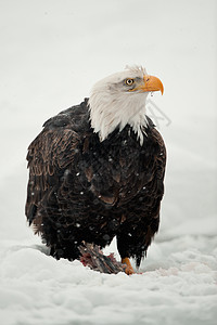 秃鹰喂养航班羽毛捕食者翅膀力量野生动物猎人领导荒野猎物图片