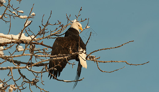 秃鹰缠在树上自由海藻动物群鸟类荒野羽毛翅膀动物白尾生物图片
